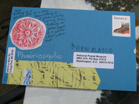 Phainopepla Postcard (F)